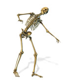 Skeleton